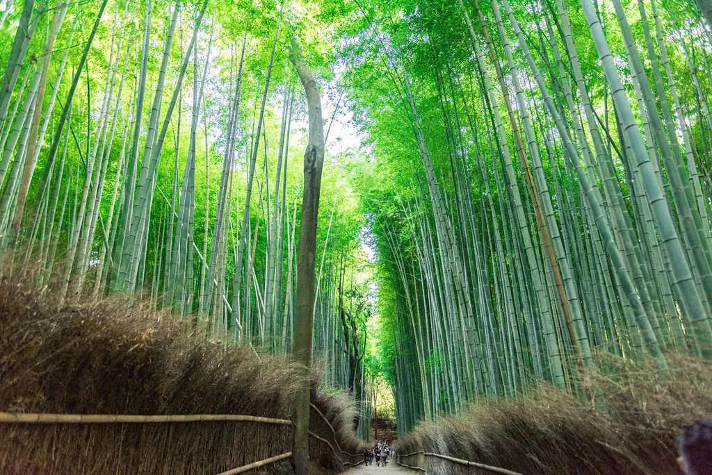 Tall green bamboo lining a path