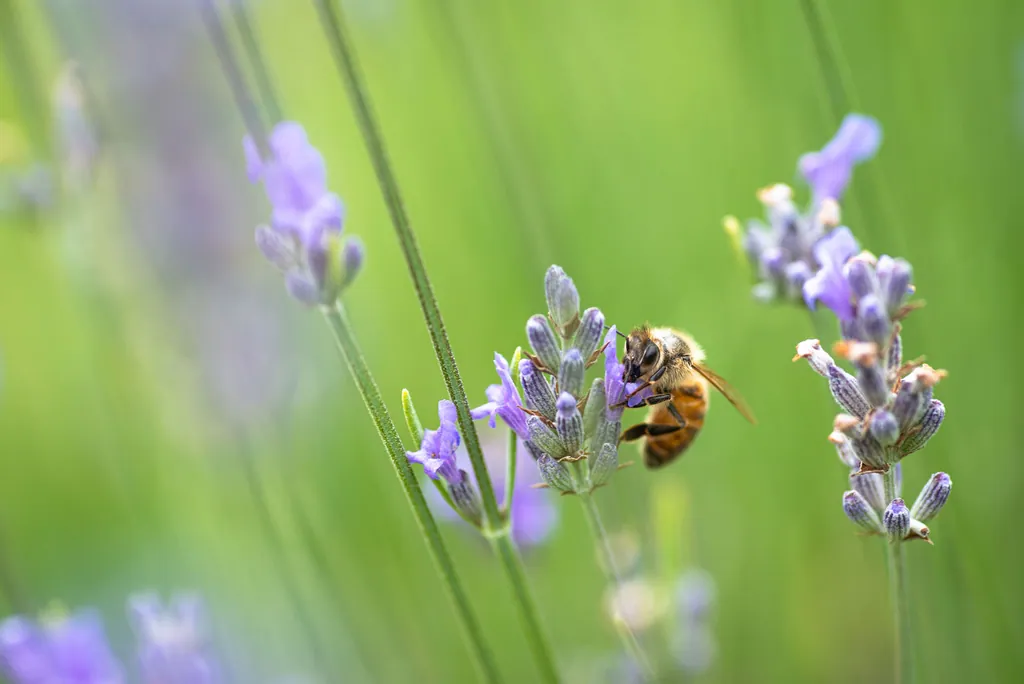 A bee among stems of purple lavender