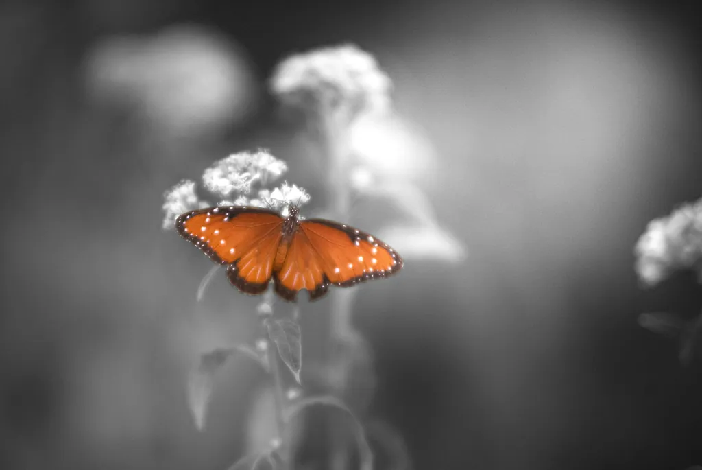 An orange butterfly on white flowers against a grey background