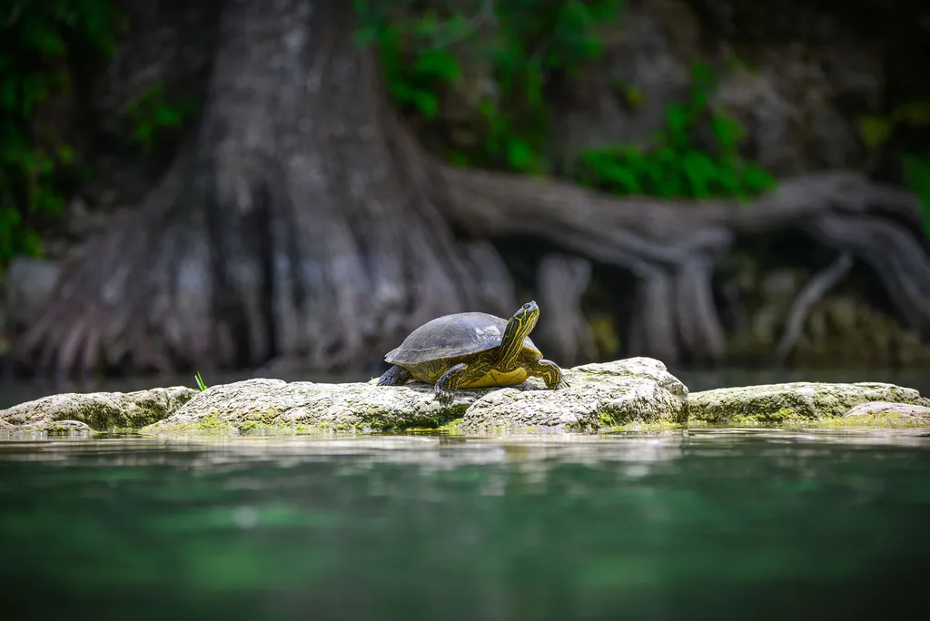 A turtle resting on a rock beneath the roots of a large cypress over green water