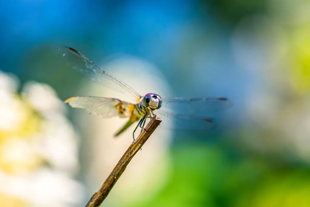A dragonfly perched on a stem against a soft blue background