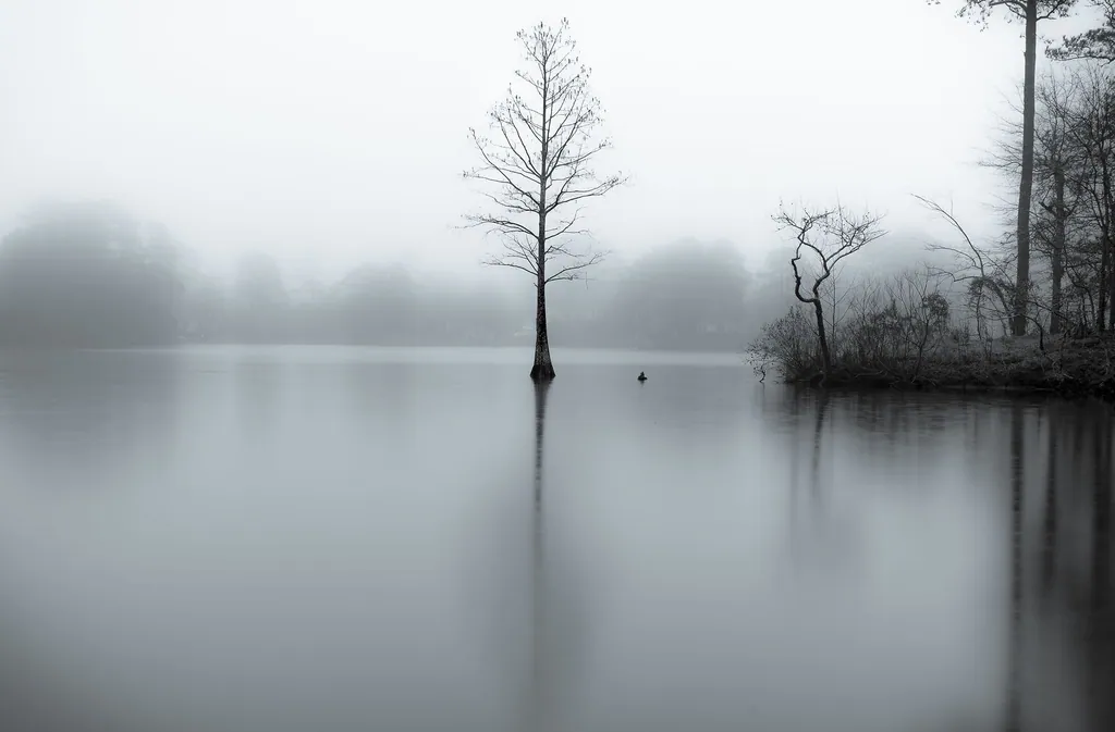 Bare trees standing in still, foggy water