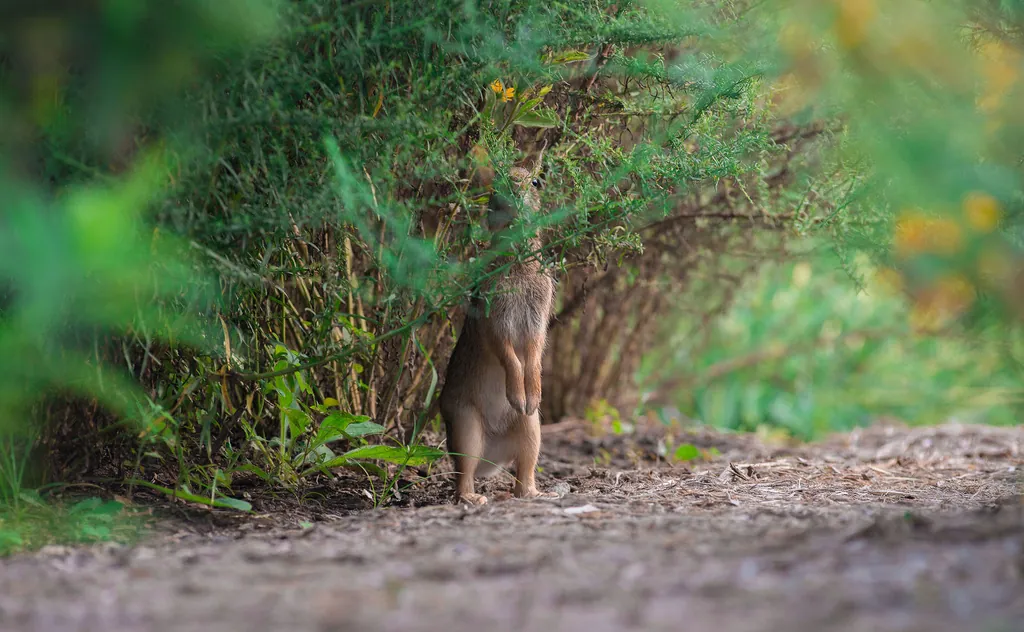 A deer standing at the edge of a green forest
