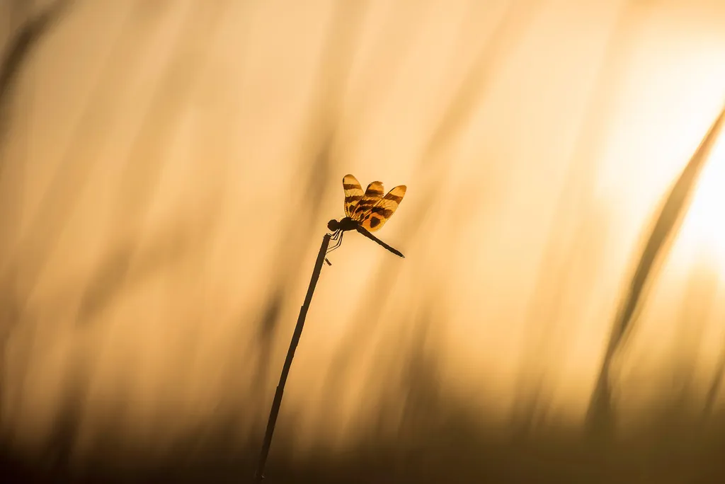 A dragonfly on a grass stem in warm golden light