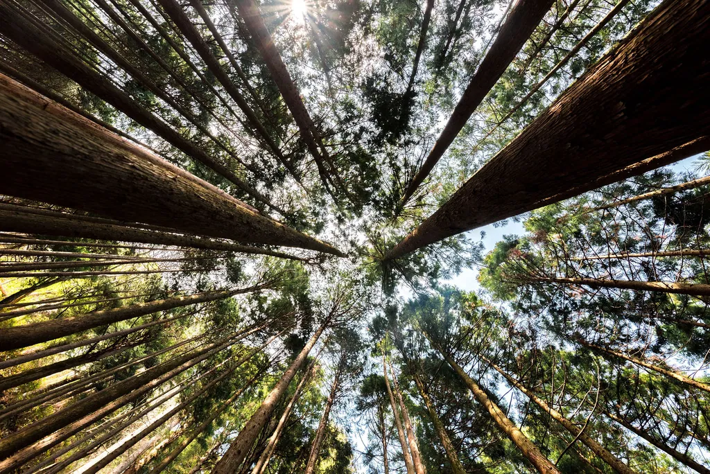 Looking straight up through tall pine trunks to the sky