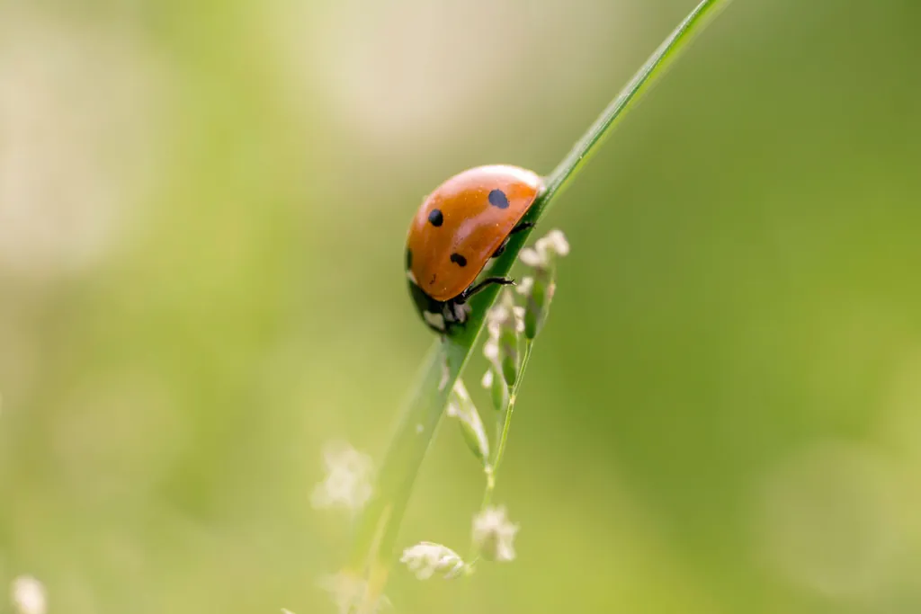 A ladybug climbing a blade of grass