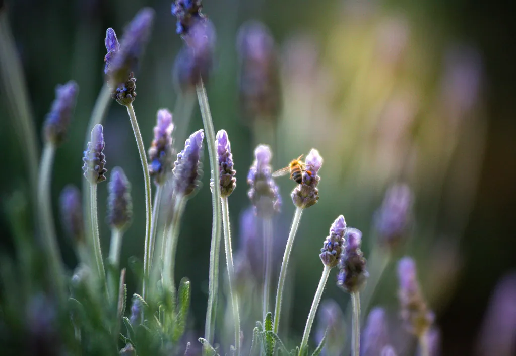 Close-up stems of lavender in soft light
