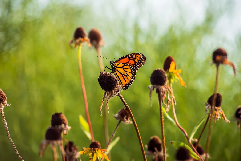 A monarch butterfly on seed heads in a meadow