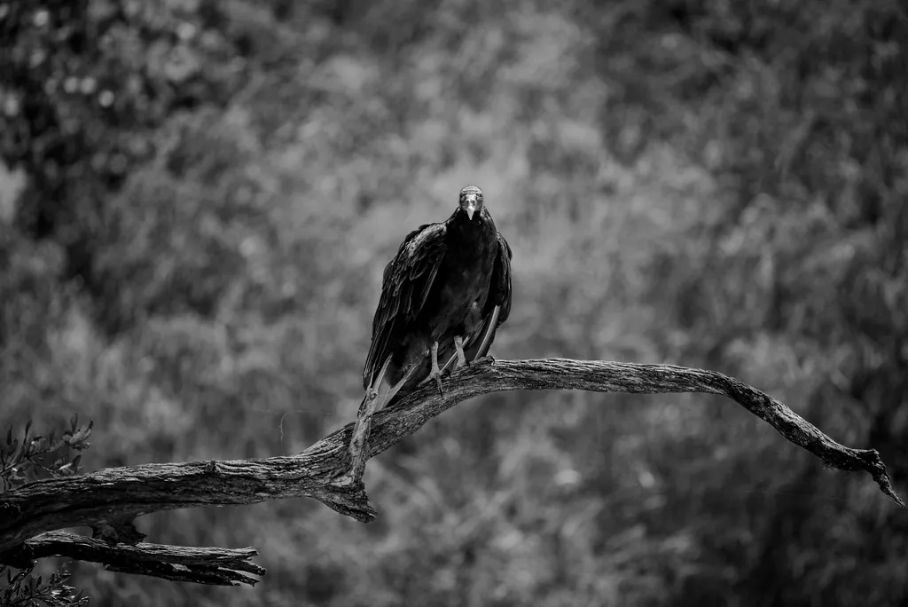 A small bird on a bare branch, in black and white