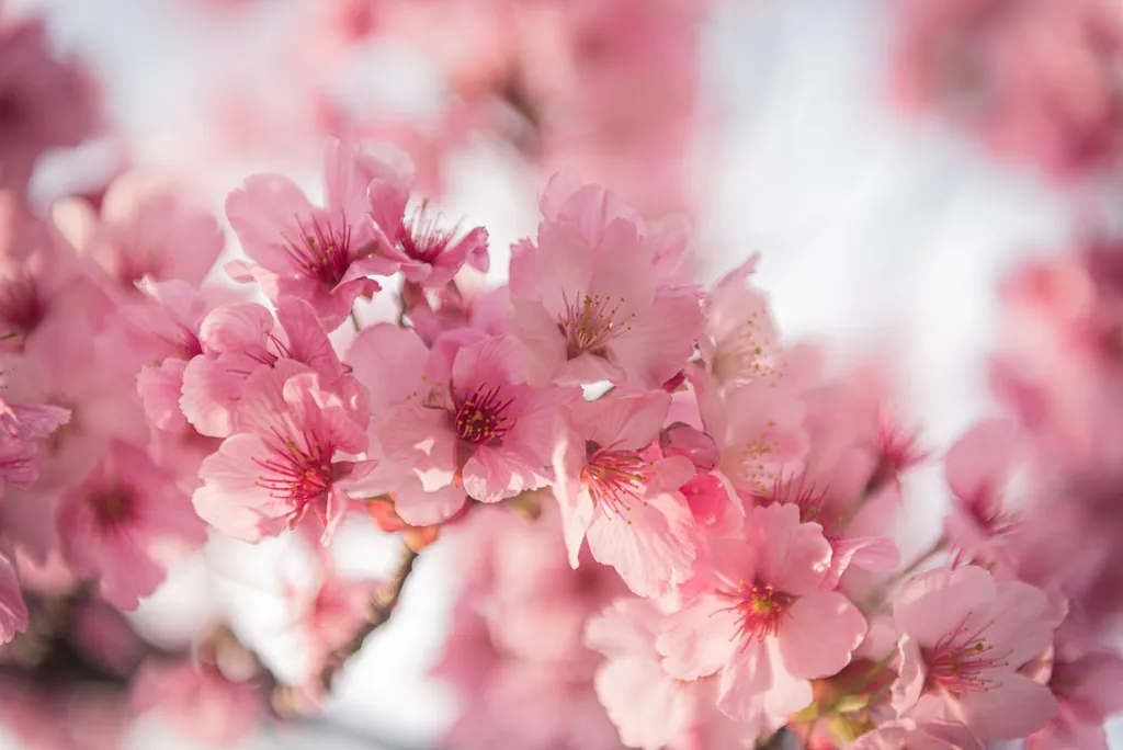 A close-up of soft pink cherry blossoms