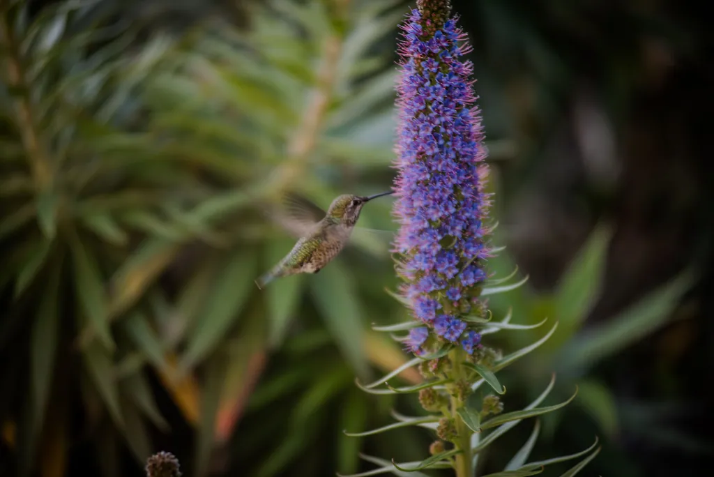 A tall purple flower spike against dark foliage