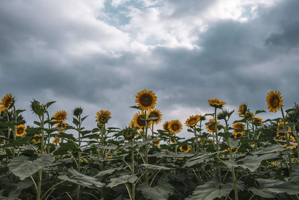 A field of sunflowers under dark storm clouds