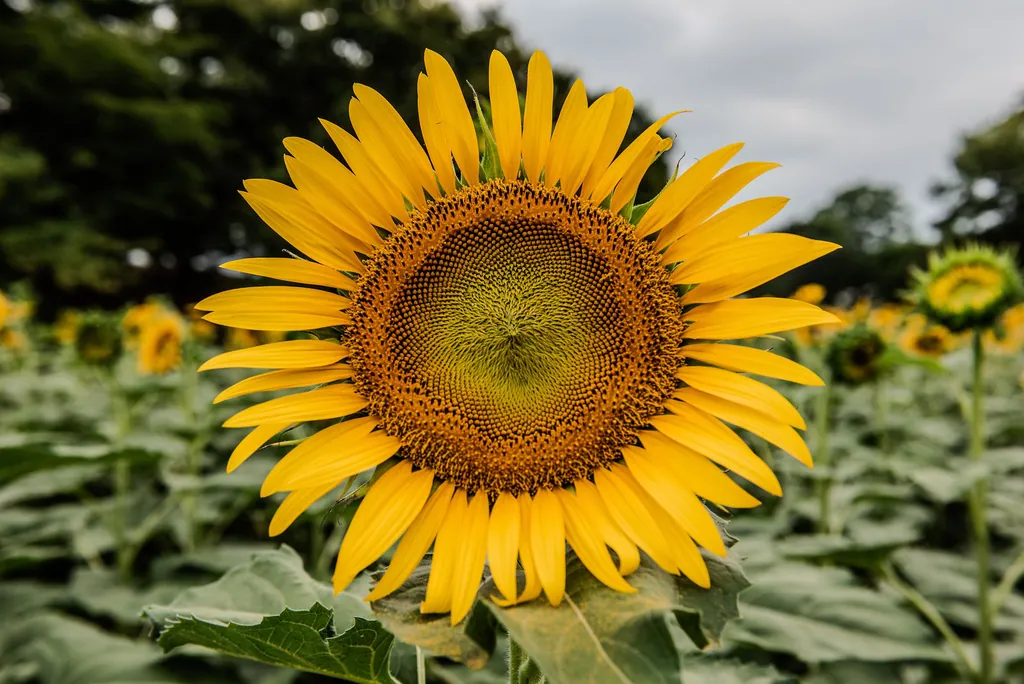 A single sunflower in close-up above a field