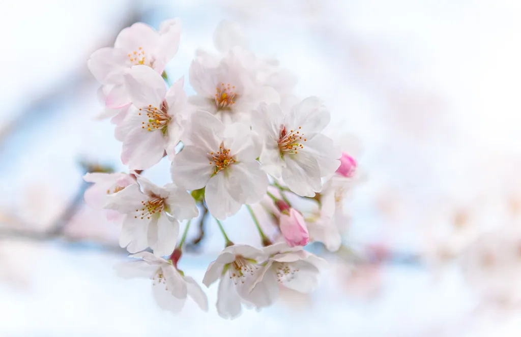 White blossoms on a branch against a pale sky